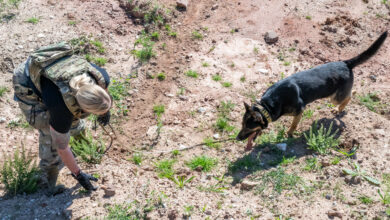 U.S. Air Force Staff Sgt. Shanna McCarter, a military working dog (MWD) handler assigned to the 86th Security Forces Squadron, guides MWD Mojito toward the scent of simulated explosive material during an international working dog training seminar at Spangdahlem Air Base, Germany, June 26, 2024. MWDs can be trained to detect the scents of explosives, human biological materials and illicit substances. (U.S. Air Force photo by Staff Sgt. Max J. Daigle)